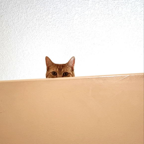 Meet your Posher, Chelsee - Picture 1 of 1